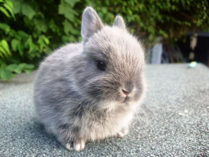 Plik:Wabbit.jpg